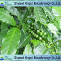 100% pure natural of the lowest price for green bean coffee extract